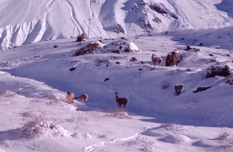Entre las curvas nevadas y cerros cubiertos de blanco, los guanacos sorprendieron a quienes transitaban por la Ruta 7 durante la mañana de este jueves.