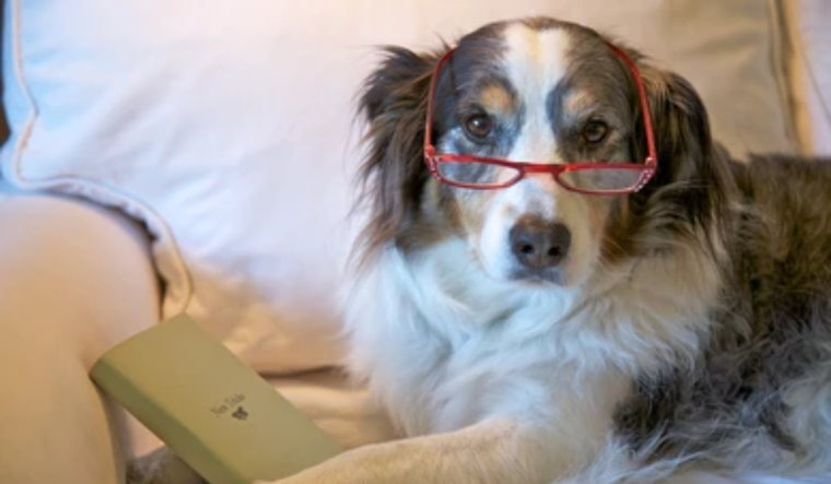 Haz estos juegos con tu mascota y notarás algo sorprendente Foto: Shutterstock
