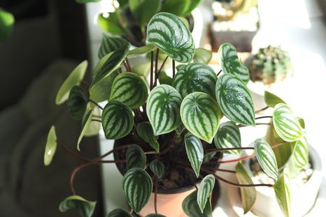Evitando estos errores, tus plantas crecerán fuertes y sanas Foto: SHUTTERSTOCK