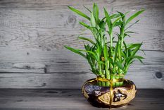 JARDÍN La Dracaena sanderiana es originaria de África Central Foto: SHUTTERSTOCK