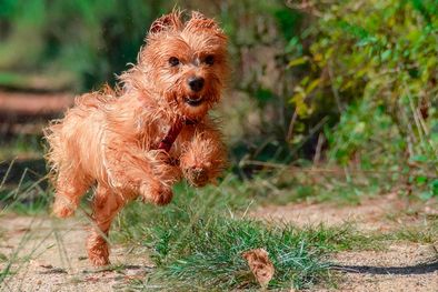 MDZol | Lo mejor es asegurarse de que las plantas de un patio o jardín sean seguras para tu perro y que no tanto los animales como el jardín no sufran daños por no elegir las plantas adecuadas. Foto: Pixabay