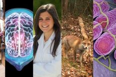 5 muy buenas noticias científicas posteriores al coronavirus Covid-19