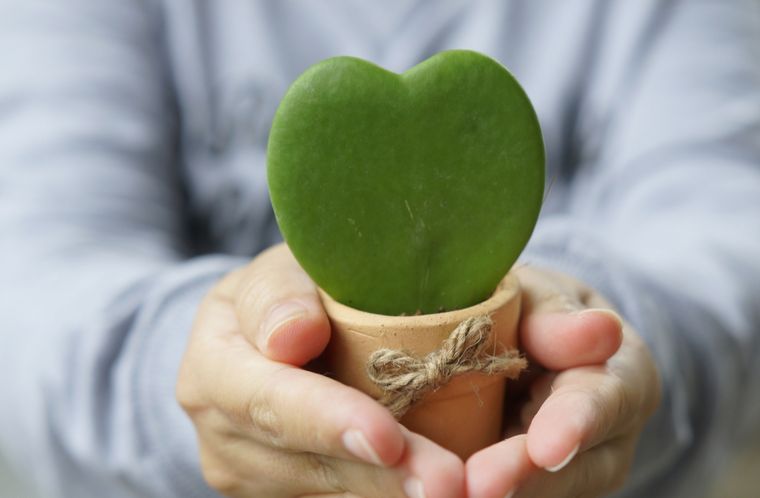 Jardín Plantas con forma de corazón Foto: Shutterstock