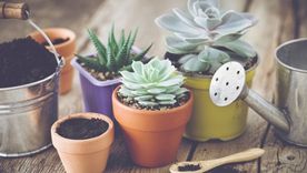 Cómo cuidar una suculenta en otoño. Cómo cuidar una suculenta en otoño.