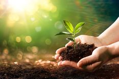 Plantas La avena y la chía son la clave de este abono. Foto: Fuente: Shutterstock