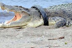 La sangrienta venganza de una aldea en Indonesia contra 300 cocodrilos de un santuario tras la muerte de un hombre