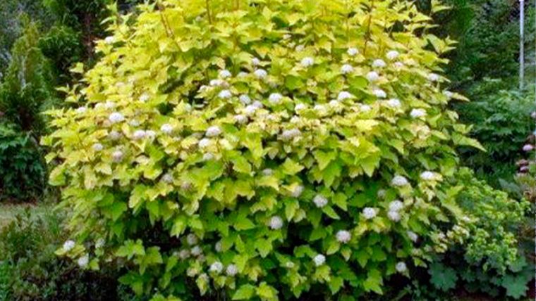 Physocarpus opulifolius es una buena elección para zonas que reciben  inundaciones ocasionales o lluvias intensas. Foto: catalogovallsgarden.com.ar