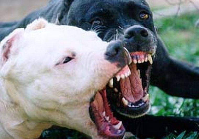 Se hizo un juicio abreviado por las peleas de perros.