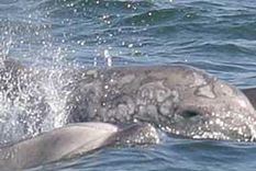los delfines pueden percibir el magnetismo