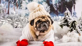 ¿Llevar o no llevar a tu perro a la nieve? Esto es todo lo que tenés que saber antes de realizar ese paseo Foto: freepik