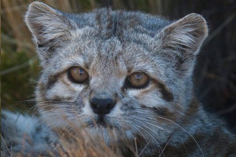 El gato andino fue visto por última vez en abril. El gato andino fue visto por última vez en abril.