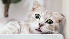 Si no querés que tu gato se vaya de casa y priorizas su bienestar, tenés que tener en cuenta estos olores desagradables a su olfato Foto: Pexels