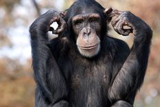 No aceptaron a la extranjera distinta (imagen meramente ilustrativa). Foto: TheConversation.