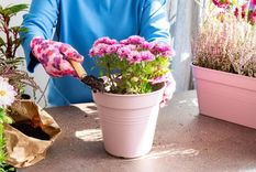 El interrogante de si las plantas tienen psiquismo es un tema de debate entre científicos y filósofos. Foto: Archivo MDZ