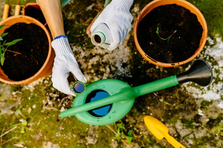 Ideal para revivir plantas. Foto: Fuente: Shutterstock