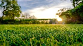Dedicá un poco de tiempo para cuidarlo y asegurate de que llegue fuerte a la primavera con estos consejos Foto: Archivo