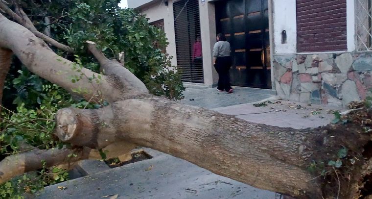 En Las Heras cayeron algunos árboles de gran tamaño debido al viento y en pleno centro se sintieron fuertes ráfagas.