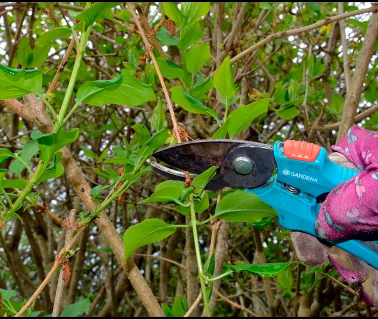 Se deben eliminar los tallos débiles o desgarbados, así como los que se cruzan. Los tallos que se cruzan se frotan entre sí y pueden convertirse en puntos de entrada para enfermedades. Foto: Future/Ruth Hayes