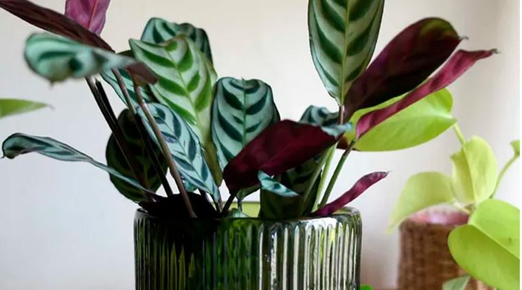 Créditos de la imagen:  Holly Crossley / Future Foto: homesandgardens.com