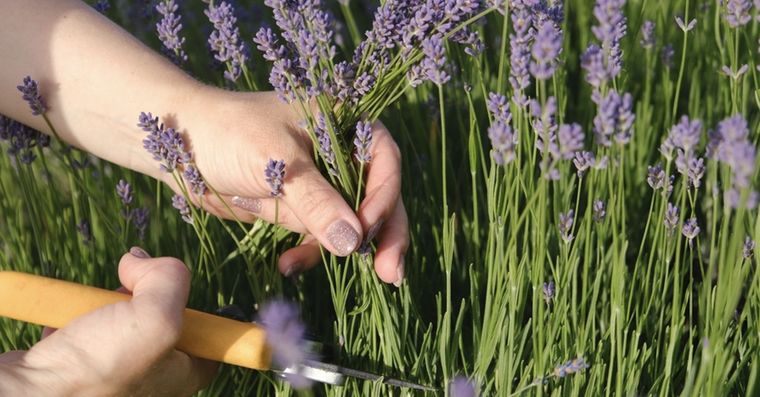 La clave está en el corte de tus esquejes Foto: Shutterstock