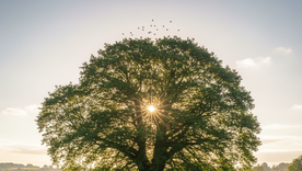 Un árbol con simbolismo. Fuente: IA Gemini. Un árbol con simbolismo. Fuente: IA Gemini.