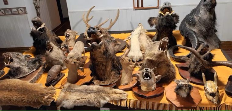 Durante un allanamiento realizado en una vivienda particular, efectivos de la Policía ambiental secuestraron un total de 35 cabezas de animales disecados. Foto: Policía de Córdoba