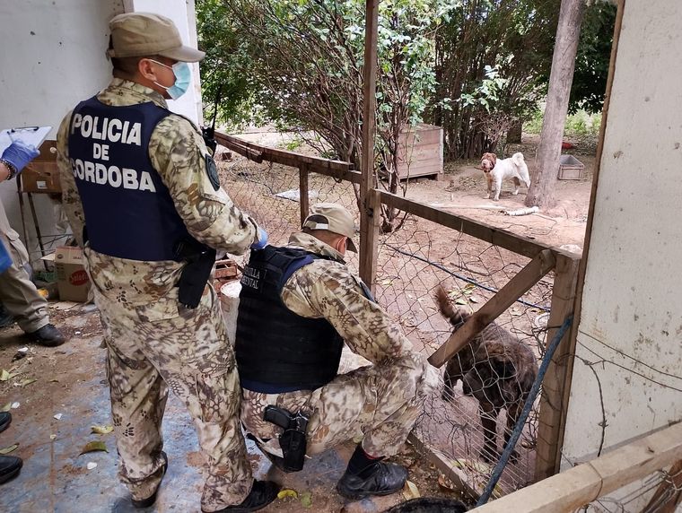 Tras ser asistidos, los perros fueron trasladados y quedaron bajo la custodia de BioCórdoba, organismo que se encargará de su atención veterinaria y recuperación.