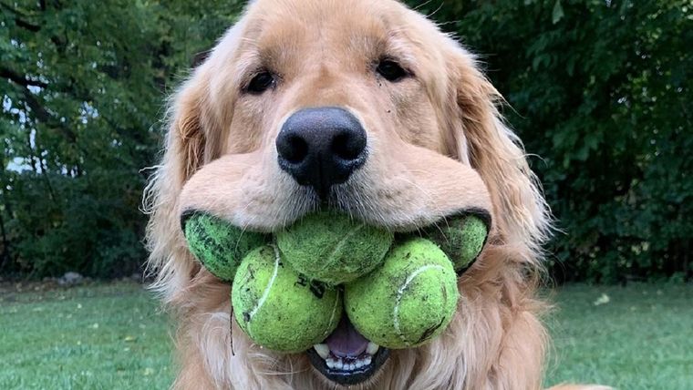 Acá te contamos or qué es peligroso que un perro juegue con pelotas de tenis Foto: Shutterstock