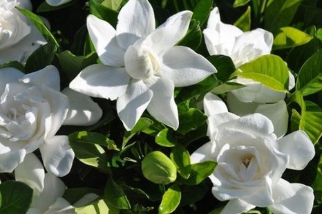 La planta que resiste a la heladas. Foto: Archivo La planta que resiste a la heladas. Foto: Archivo