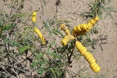 Foto: http://www.floramendocina.com.ar/