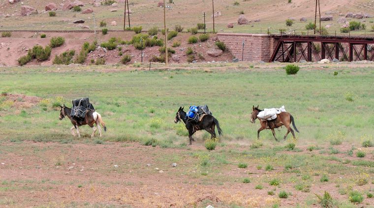 La mula, un animal noble que fue clave en la campaña del Cruce de los Andes. Foto: ALF PONCE MERCADO / MDZ La mula, un animal noble que fue clave en la campaña del Cruce de los Andes. Foto: ALF PONCE MERCADO / MDZ