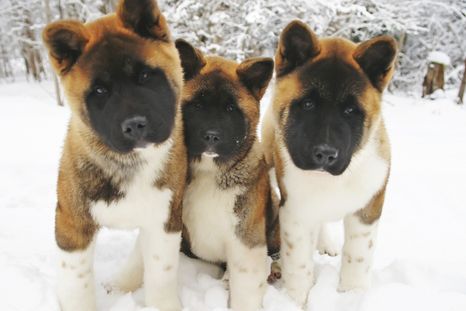 La raza de perro akita americano entre las más resistentes al frío. Foto: Shutterstock La raza de perro akita americano entre las más resistentes al frío. Foto: Shutterstock