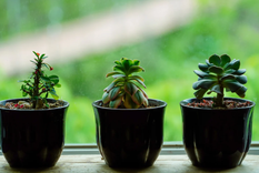 Es muy fácil mantener tus plantas si le das la cantidad de agua y espacio que necesitan. Foto: Pixabay - pixabay.com