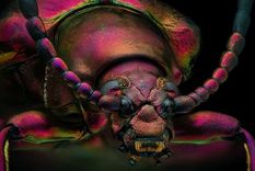 La foto del escarabajo joya rojo ganó como imagen de distinción en el concurso de fotografía microscópica de Nikon. Foto: YOUSEF AL HABSHI/NIKON SMALL WORLD AND THE ARTIST