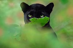 Pantera negra, India, Shaaz Jung