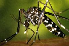 virus chikungunya se expande incontrolable en nicaragua