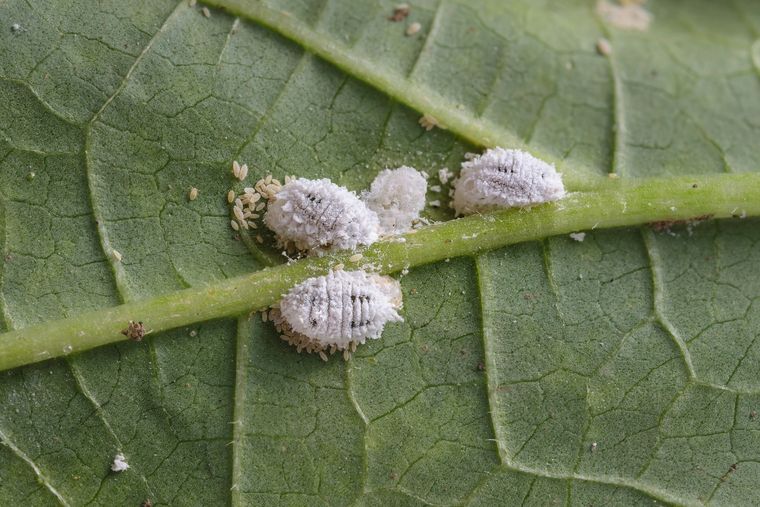 La cochinilla debilita las plantas y se contagia fácilmente en el jardín. Foto: SHUTERSTOCK
