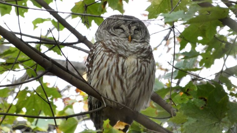 Barry era un búho hembra que se había vuelto una verdadera celebridad en Nueva York. Foto: The Sun