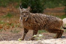 impresionante video: mortal y tecnica batalla entre un lince y una cascabel