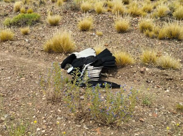 El cóndor andino recibió los primeros auxilios en Bariloche y por su estado delicado, fue derivada al Hospital Veterinario de Fundación Temaikèn Foto: Instagram @undaciontemaiken