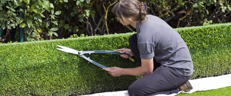 Los setos se usan para delimitar y decorar jardines, patios y terrazas. Y también para dar privacidad a una vivienda o recinto. Foto: Pixabay - pixabay.com