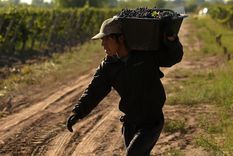 La vitivinicultura celebra, por el momento, la flexibilización de la burocracia, pero hay que ver si tiene el efecto buscado en la actividad. Foto: Walter Moreno/Mdz