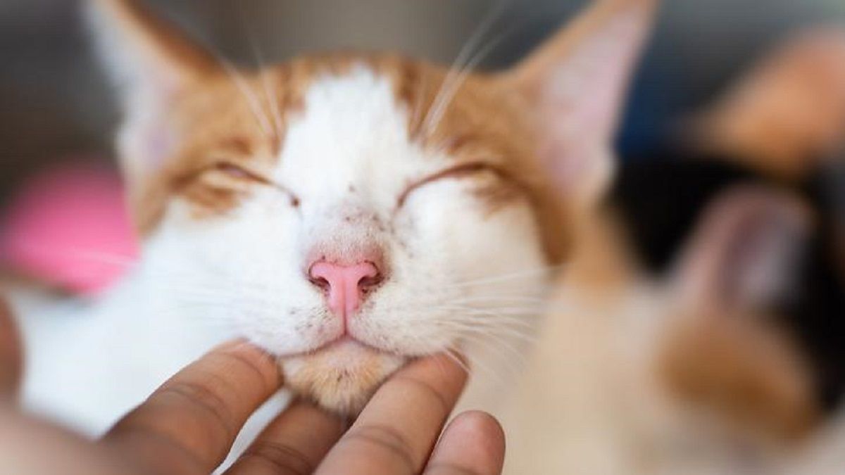 Cómo eligen los gatos a su humano favorito