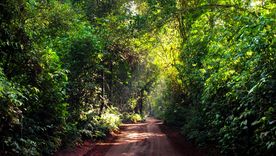 Millones de personas visitan Puerto Iguazú por su entorno natural