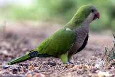 Las catas argentinas han invadido Europa. Foto: Efe.