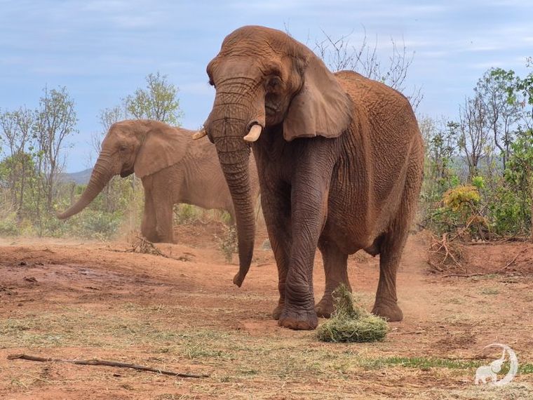 La elefanta Kenya y Pupy en el santuario de Brasil. La elefanta Kenya y Pupy en el santuario de Brasil.