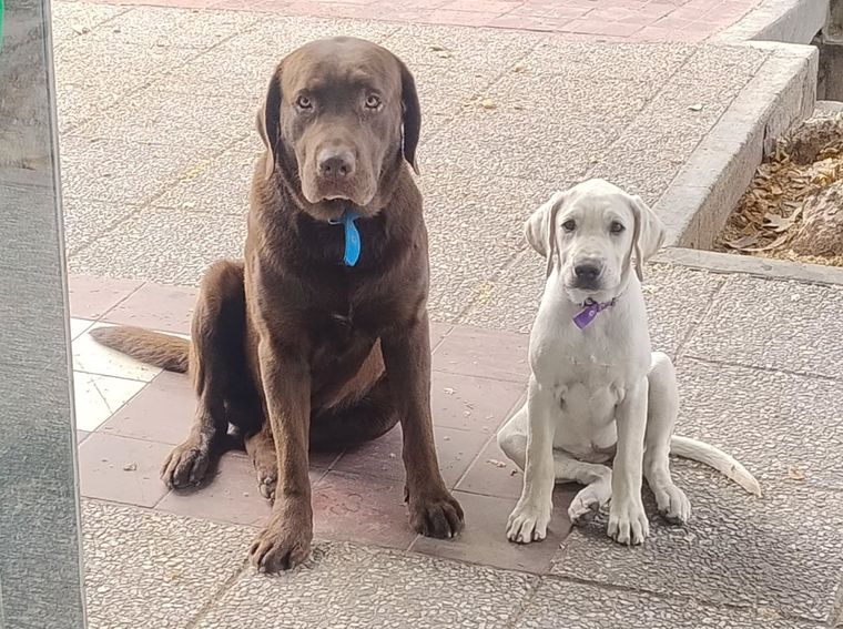 Sam y Roma son las mascotas del padre Horacio. Sam y Roma son las mascotas del padre Horacio.