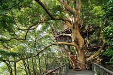 Las casas de árboles modernas son muy distintas a las que recuerdas de tu niñez.