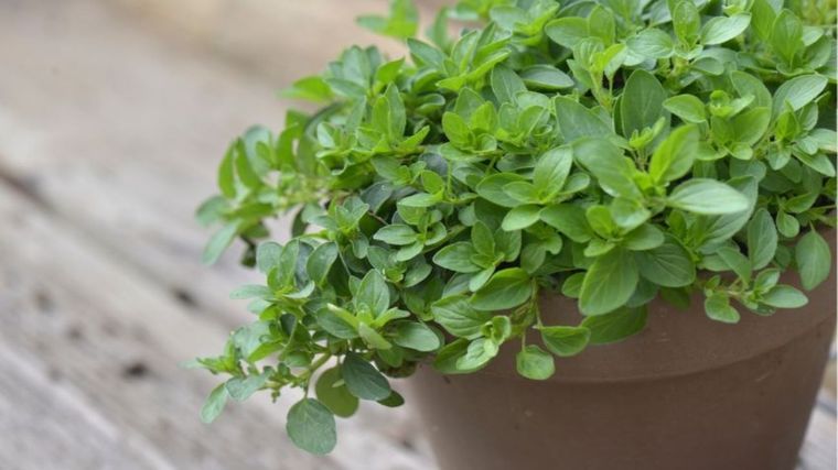 De esta manera puedes cultivar orégano en tu casa Foto: Shutterstock