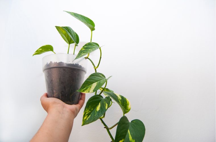 La planta resiste el traspaso a un jarrón con agua. Foto: Shutterstock La planta resiste el traspaso a un jarrón con agua. Foto: Shutterstock